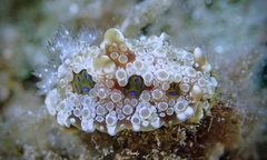 Dendrodoris krusensternii