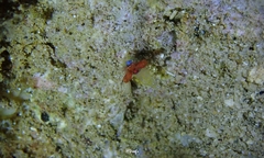 Exoclimenella maldivensis