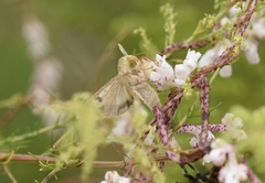 Helicoverpa armigera