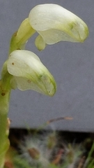 Pterostylis