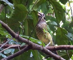 Ailuroedus maculosus