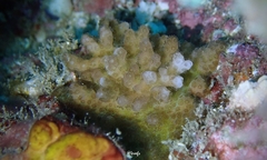 Pocillopora