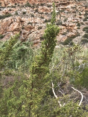 Cliffortia ruscifolia