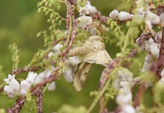 Helicoverpa armigera