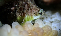 Neogastropoda
