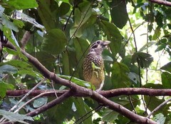 Ailuroedus maculosus