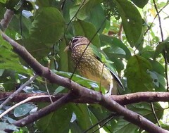 Ailuroedus maculosus