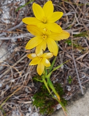 Iridaceae