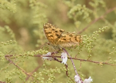 Polygonia c-aureum