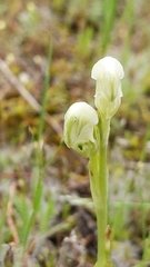 Pterostylis