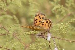 Polygonia c-aureum