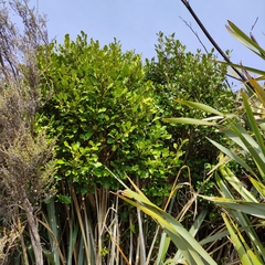Griselinia littoralis