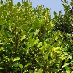 Griselinia littoralis