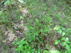 Artemisia manshurica