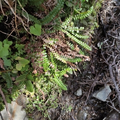 Blechnum penna-marina