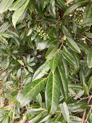 Prunus laurocerasus