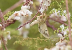 Helicoverpa armigera