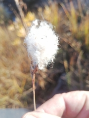 Eriophorum vaginatum