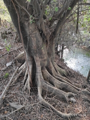 Ficus microcarpa