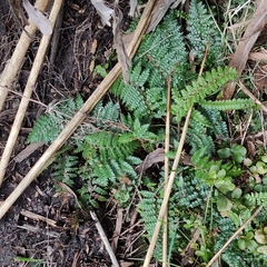 Polystichum vestitum