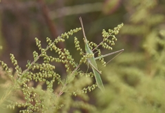 Acrida cinerea