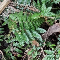 Polystichum vestitum