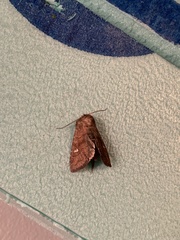 Pseudorthodes vecors