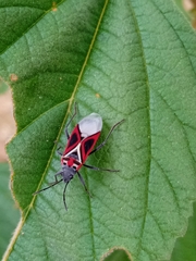 Anochrostomus formosus