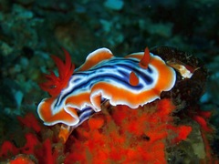 Chromodoris magnifica