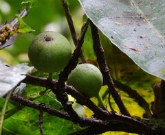 Ficus copiosa