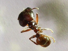 Carebara