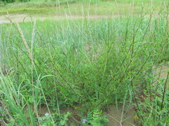 Artemisia manshurica