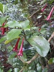 Alseuosmia macrophylla