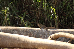 Basiliscus basiliscus