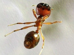 Carebara