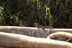 Basiliscus basiliscus