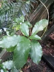 Alseuosmia macrophylla