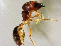 Carebara
