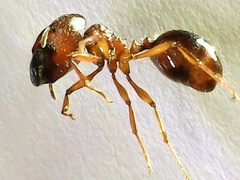 Carebara