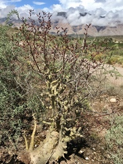 Tylecodon paniculatus