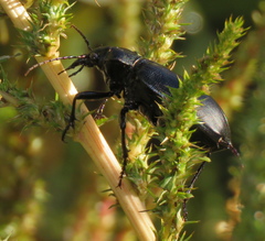 Calosoma peregrinator