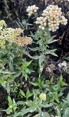 Baccharis glutinosa