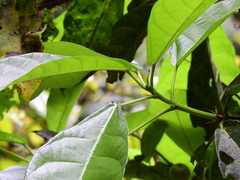 Ficus copiosa