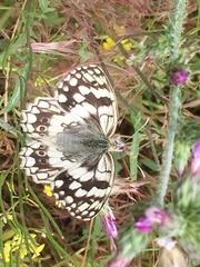 Melanargia larissa