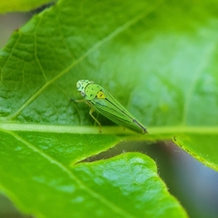 Graphocephala atropunctata