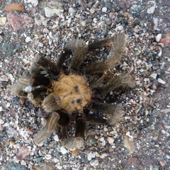 Solenopsis xyloni