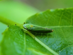 Graphocephala atropunctata