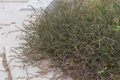 Salsola collina