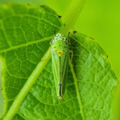 Graphocephala atropunctata