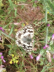 Melanargia larissa